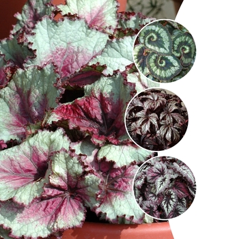 Multiple Varieties - Rex Begonia