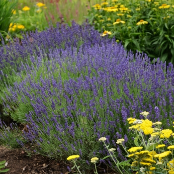 Lavandula angustifolia 'Hidcote Blue' - English Lavender