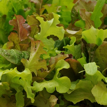 Lactuca sativa 'Gourmet Blend' - 'Gourmet Blend' Lettuce