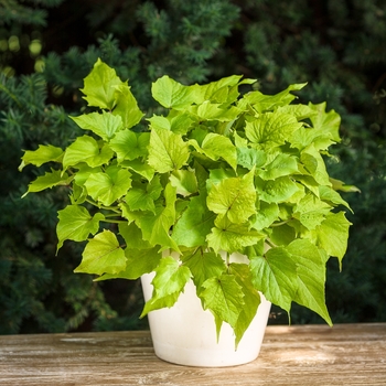 Ipomoea 'Sweet Caroline Bewitched Green with Envy' - Sweet Potato Vine