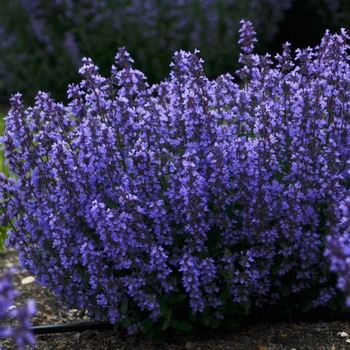 Nepeta hybrid 'Cat's Pajamas' - Cat's Pajamas Catmint