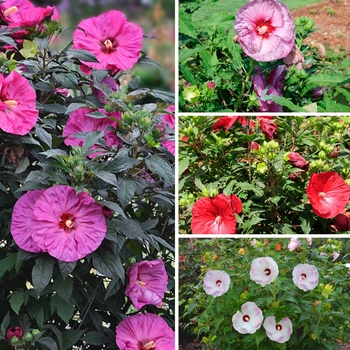 Hibiscus hybrid 'Summerific Series' - Summerific®