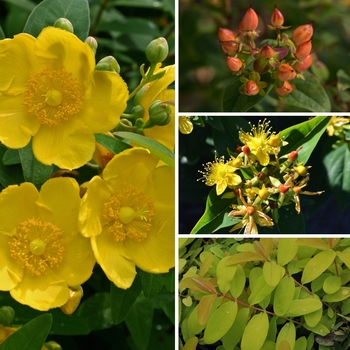 Hypericum Multiple Varieties - St. Johnswort