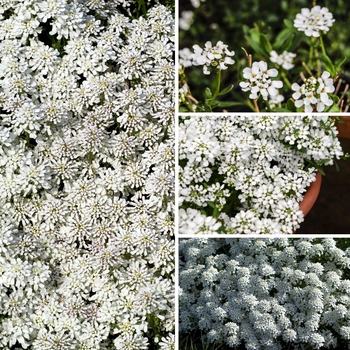 Iberis Multiple Varieties - Candytuft