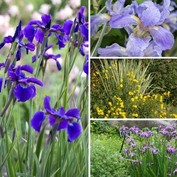 Iris Multiple Varieties - Iris