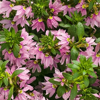 Scaevola aemula 'Pink Wonder' - Pink Wonder