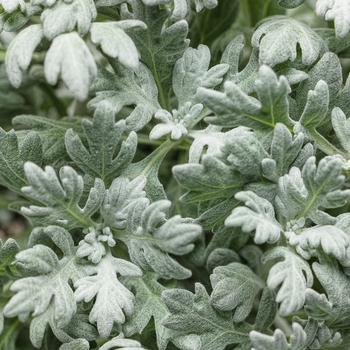 Artemisia stelleriana - Silver Bullet®