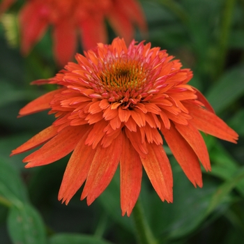 Echinacea 'Mandarin' - Double Scoop™ Mandarin