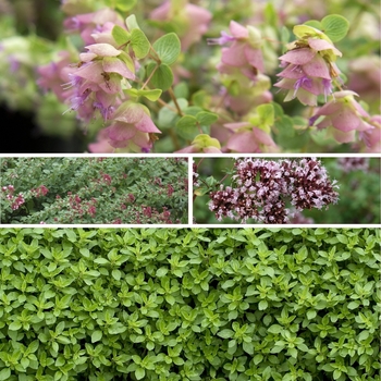 Origanum Multiple Varieties - Oregano