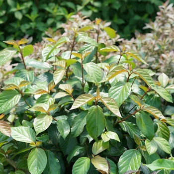 Viburnum x - Shiny Dancer®
