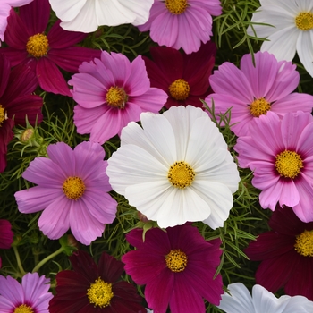 Cosmos bipinnatus 'Sonata Mix' - Cosmos