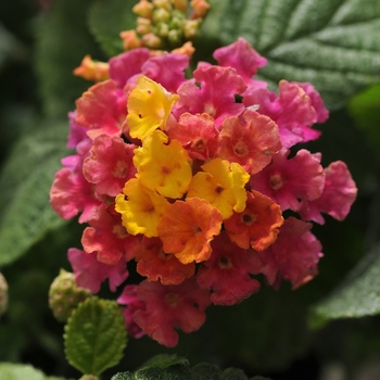 Lantana camara 'Little Lucky Hot Pink' - Little Lucky Hot Pink Lantana