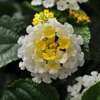 Lantana camara 'Lemon Cream' - Little Lucky™ Lantana