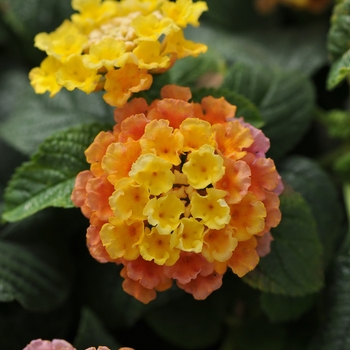 Lantana Little Lucky Peach Glow' - Little Lucky Peach Glow Lantana