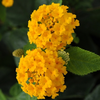 Lantana camara 'Little Lucky Pot of Gold' - Little Lucky Pot of Gold Lantana