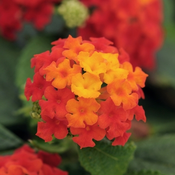 Lantana camara 'Red' - Little Lucky™ Lantana