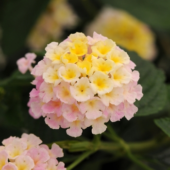 Lantana camara 'Lavender' - Lucky™ Lantana