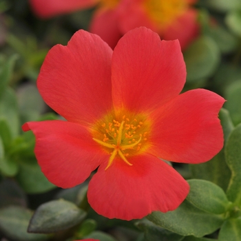 Portulaca oleracea 'Rio Grande Scarlet' - Rio Grande™ Portulaca