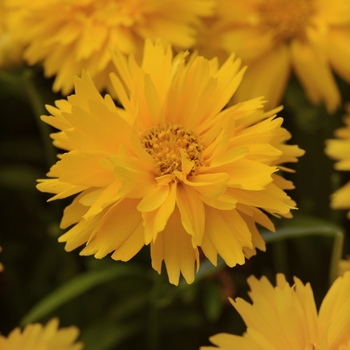 Coreopsis grandiflora 'Double the Sun' - Double the Sun Tickseed