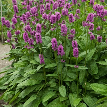 Stachys 'Hummelo' - Betony