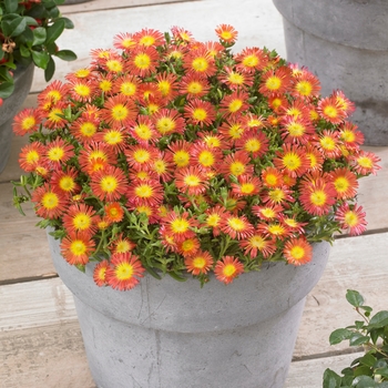 Delosperma cooperi 'Wheels of Wonder Fire' - Hardy Ice Plant