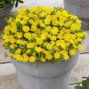 Delosperma cooperi 'Golden Wonder' - Wheels of Wonder® Ice Plant