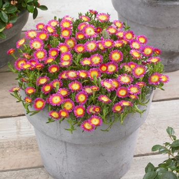 Delosperma cooperi 'Hot Pink Wonder' - Wheels of Wonder® Ice Plant