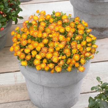 Delosperma cooperi 'Orange Wonder' - Wheels of Wonder® Ice Plant