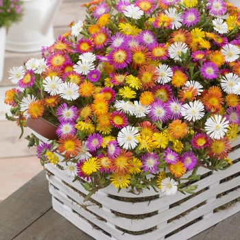 Delosperma cooperi 'Wheels of Wonder Mix' - Wheels of Wonder® Ice Plant