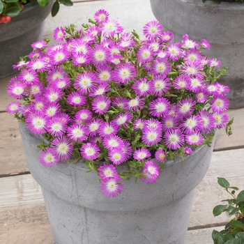 Delosperma cooperi 'Violet Wonder' - Wheels of Wonder® Ice Plant