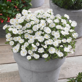 Delosperma cooperi 'White Wonder' - Wheels of Wonder® Ice Plant