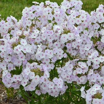 Phlox paniculata - Fashionably Early Lavender Ice 