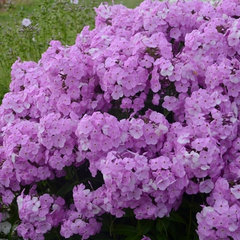 Phlox paniculata - Fashionably Early Princess Garden Phlox