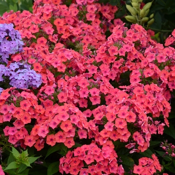 Phlox paniculata 'Flame™ Coral' - Garden Phlox