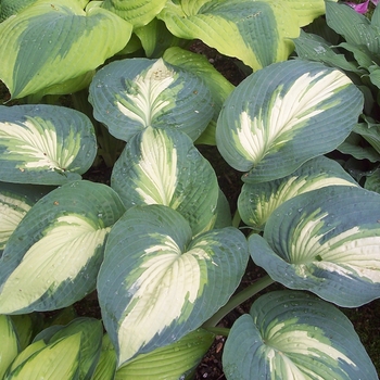 Hosta hybrid - Shadowland® Hudson Bay