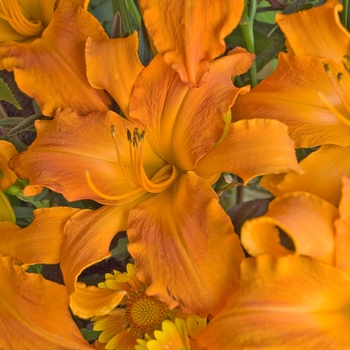 Hemerocallis hybrid 'Primal Scream' - Daylily - Rainbow Rhythm®