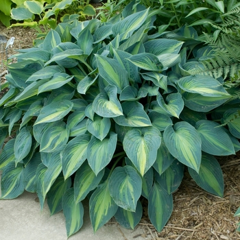 Hosta 'June' - Plantain Lily