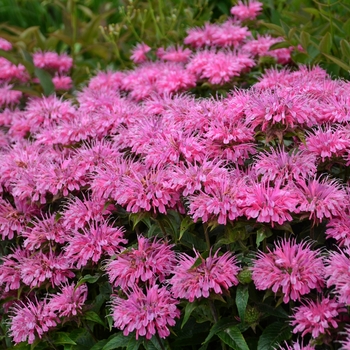 Monarda didyma 'Bubblegum Blast' - Bee Balm