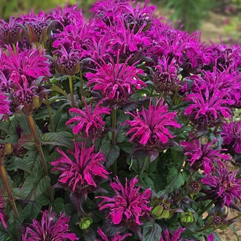 Monarda didyma 'Rockin Raspberry' - Sugar Buzz® Bee Balm