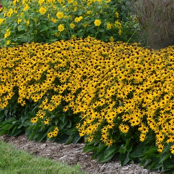 Rudbeckia fulgida var. sullivantii 'Little Goldstar' - Dwarf Black-Eyed Susan