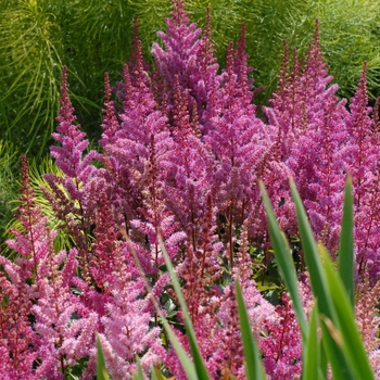 Astilbe chinensis 'Maggie Daley' - False Spirea