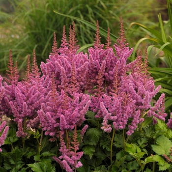 Astilbe chinensis 'Visions' - Chinese Astilbe