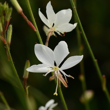 Gauara lindheimeri 'Belleza White' - Belleza Pink Gaura