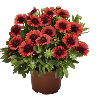 Gaillardia 'Spin Top Red' - Blanket Flower