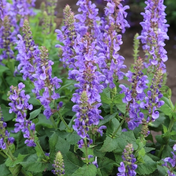 Salvia nemorosa 'Sky Blue Marvel' - Sky Blue Marvel Meadow Sage