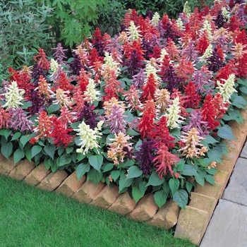 Salvia splendens 'Vista Mix' - Salvia