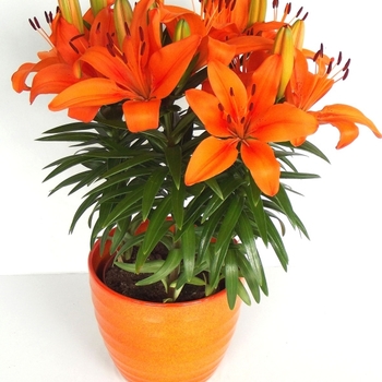 Lilium 'Fantasiatic Orange' - Asiatic Lily