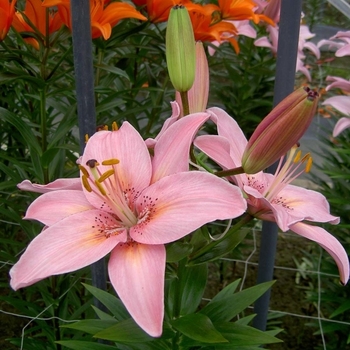 Lilium 'Fantasiatic Pink' - Asiatic Lily