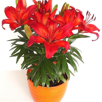 Lilium 'Fantasiatic Red' - Asiatic Lily