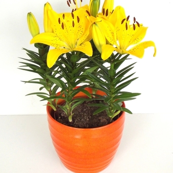 Lilium 'Fantasiatic Yellow' - Asiatic Lily